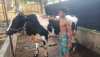 ফ্রিজিয়ান ষাড়